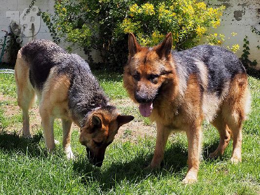 Πωλείται German Shepherd αρσενικό (Πολύγυρος Χαλκιδικής)...